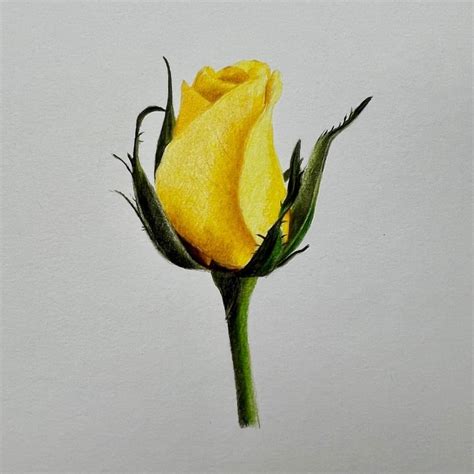 How To Draw A Rose Step By Step Guide Graffiti Schild - vrogue.co