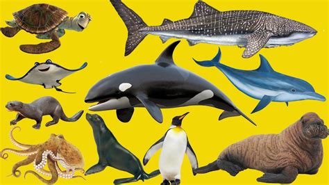 Sea Animals List For Kindergarten