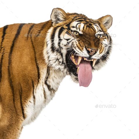 Tiger Mouth Open Sniffing The Air Isolated On White Stock Photo By