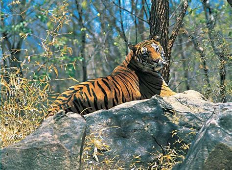 Top 150 National Animal Of Himachal Pradesh