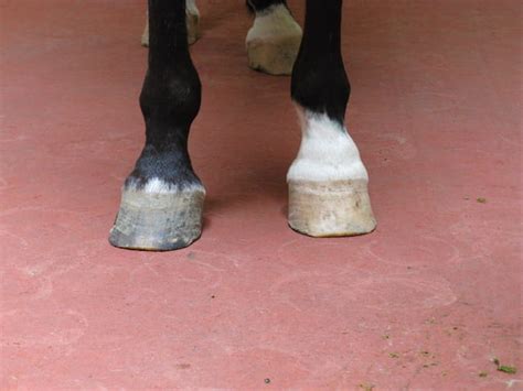 Image Ringbone Horse Merck Veterinary Manual