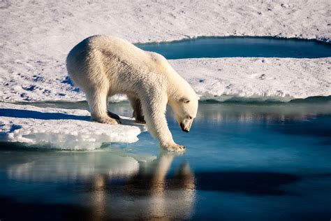 International Polar Bear Day 8 Facts About The Worlds