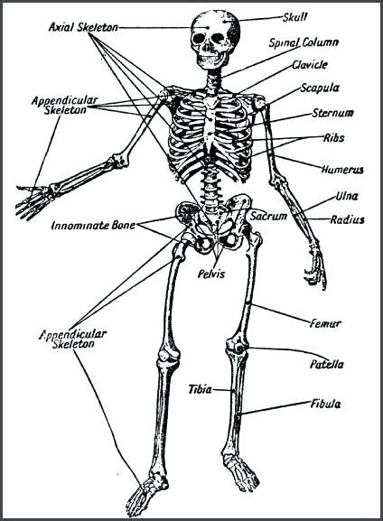 Skeletal System Coloring Pages Learny Kids