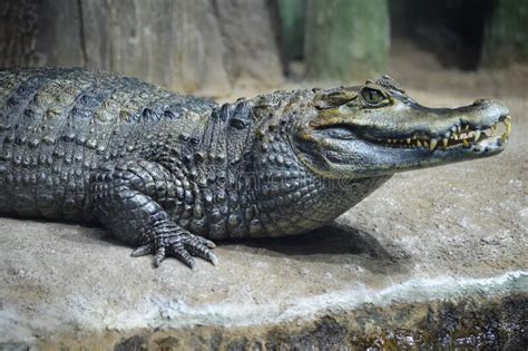 Reptile Crocodile Stock Photo Image Of Park Crocodiles 264610682