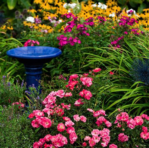 Take a sneak peak at the movies coming out this week (8/12) watching zoolander with my teenage brother, 20 years after its release; Flower Carpet Rose Pink - Easy To Grow Bulbs
