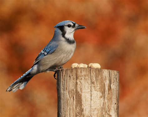 Blue Jay In Fall Birds And Blooms