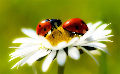 Ladybug Wallpapers Top Free Ladybug Backgrounds Wallpaperaccess