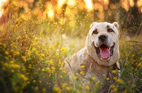 Sweet Summer I Love Dogs Animal Photography Happy Dogs