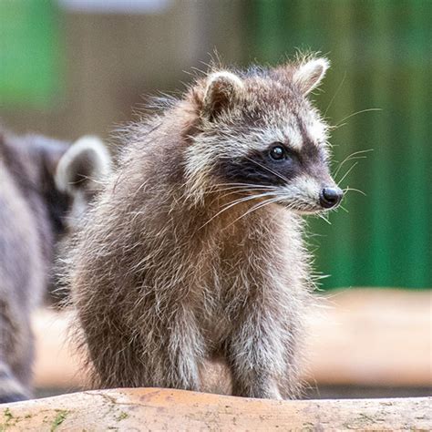 Rabies can be transmitted through the bite of an. Affordable Rabies Vaccination