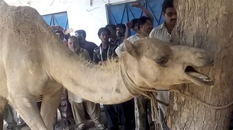 If you do not select tarteeb, your qurbani will be done on the 10th before maghrib. Camel qurbani 2016 dangerous - YouTube