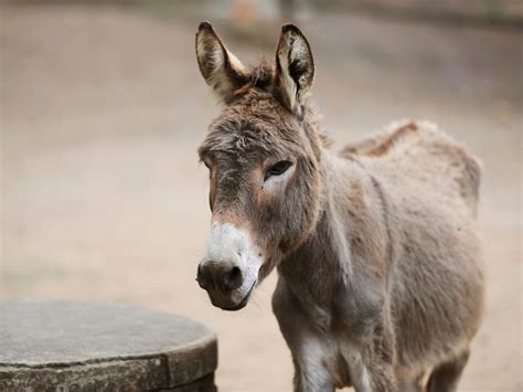 Chinas Quest To Buy Up Global Supply Of Donkeys Halted By African