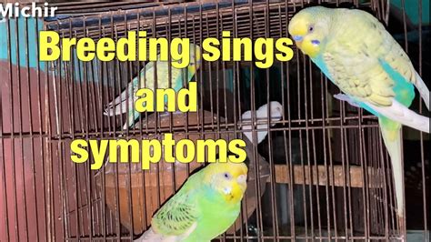 Budgies Mating Call Sounds Parakeets Mating Call Sound KichirMichir
