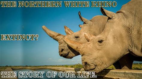 The Northern White Rhino Extinct The Story Of Our Life Youtube
