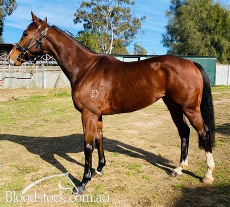 Bloodstock Listing Sold Lightly Raced Sydney Provincial Trained