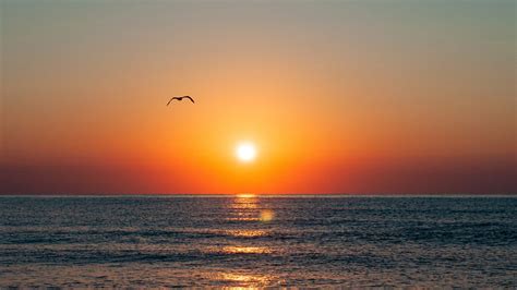 Wallpaper Sunset Seagull Sea Coast Glare Horizon Hd Picture Image