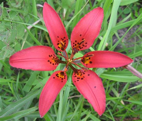 Lilium Philadelphicum Red Lily Flower Lily Flower Seeds Types Of Lilies