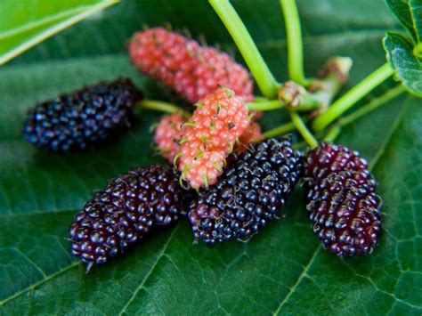 Fruit Drop In Mulberry Trees Fixing Ripe And Premature Fruit Drop Of