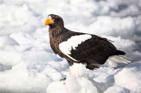 Everything You Wanted To Know About The Stellers Sea Eagle Owlcation