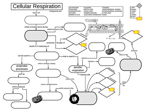 Cellular Respiration Graphic Organizer Answer Key Biology Corner