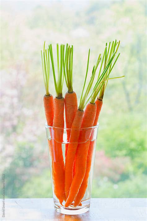 This mulch will prevent too much water from being evaporated from the soil. Whole carrots standing a in glass of water on windowsill ...