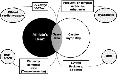 The Heart Of Trained Athletes Circulation