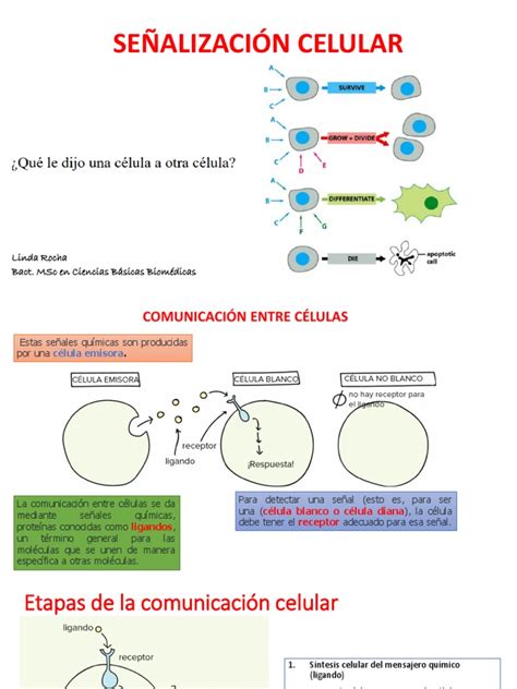 Señalización Celular Pdf Receptor Bioquímica Transducción De
