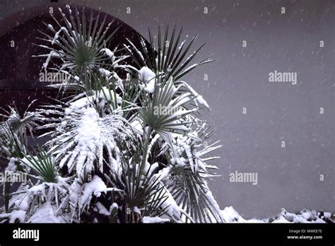 Palm Tree Covered By The Snow Stock Photo Alamy