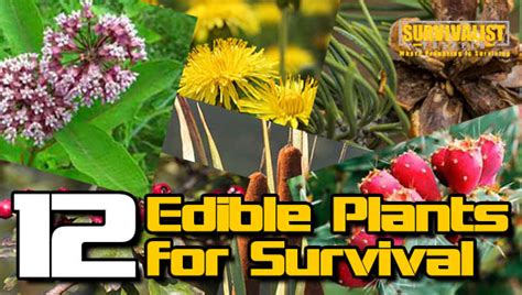 12 Edible Plants In A Survival Situation