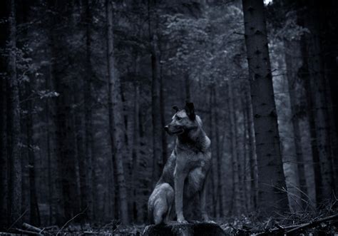 Wolf In Moonlight Forest By Metamorphosis616 On Deviantart