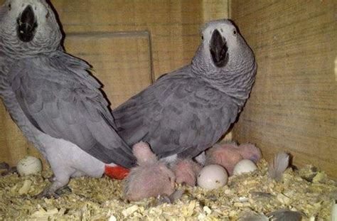 Tame And Talking Baby African Grey Parrots For Sale Birds