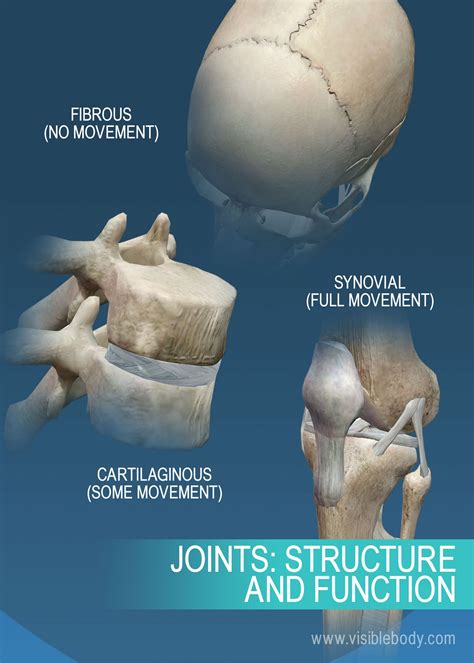Fogar och ligament Lär dig skelettanatomi Mont Blanc
