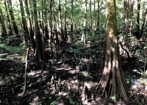 Sky Lake In Mississippi Is Home To Some Of The Worlds Oldest Trees