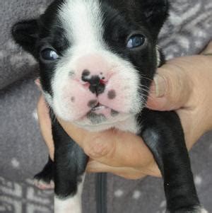 If you think these pups are cute, keep scrolling to see the puppies in our nursery on our 24/7 live webcams! Boston Terrier Puppy for Sale - Adoption, Rescue for Sale ...