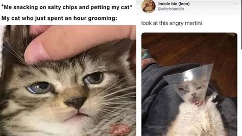 15 Cat Memes To Make Your Day A Whole Lot Better Know Your Meme