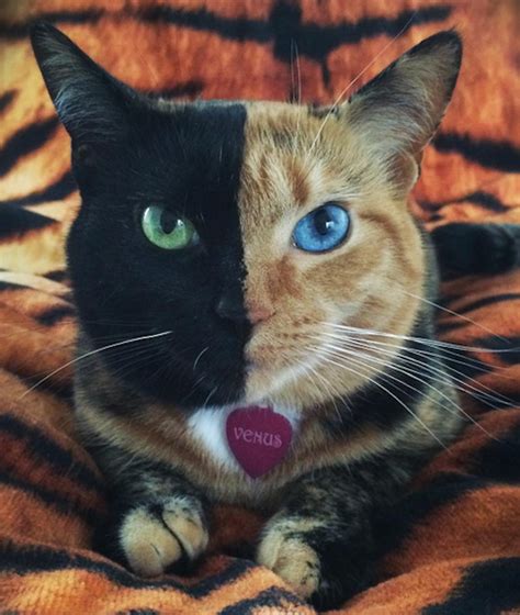 Are Orange Cats With Blue Eyes Rare Funny Cat Faces