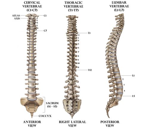 The Vertebral Formula For Human Beings Isa C 5 T 12 L 7 S