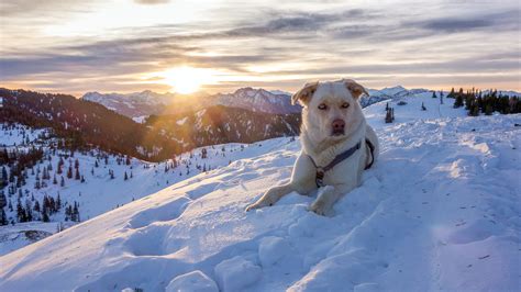 Teils hat es bis auf unter 1000 meter höhe geschneit! Fotos Hunde Alpen Österreich Sonne Gebirge Schnee 2560x1440