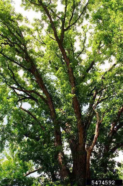 Arkansas Tree Database Bur Oak