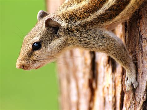 Here's how you can stop squirrels and chipmunks from eating flowering plants, vegetables, and fruit in your garden, too. How to Keep Chipmunks Out of the Garden | HGTV