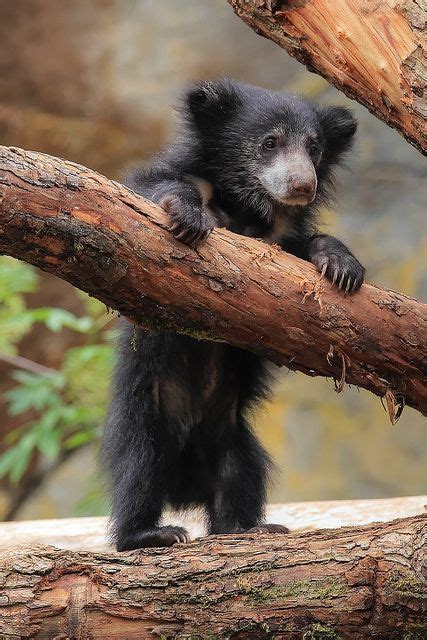 Sloth Bear Cub I Have Never Heard Of A Sloth Bear But It S Very Cute As A Cub Sloth Bear