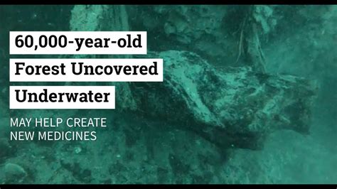 Mysterious Ancient Underwater Forest Discovered Youtube