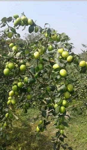 Full Sun Exposure Green Apple Ber Plant For Garden At Rs 9piece In