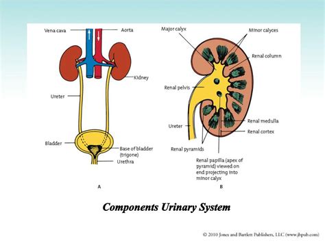 Ppt The Urinary System Powerpoint Presentation Free Download Id710785