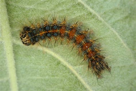 https://www.ukmoths.org.uk/species/lymantria-dispar/larva-early-instar/