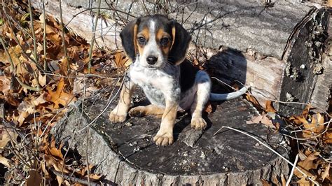 He has gorgeous tri color with blue and red ticking. Bluetick Beagle puppies training for a *pretend* big game ...