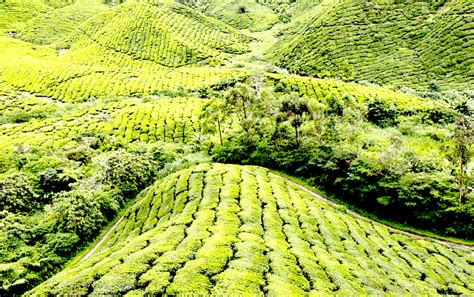 The cameron highlands is one of malaysia's most extensive hill stations. Places to Visit in Cameron Highlands, Malaysia - Bohemian ...