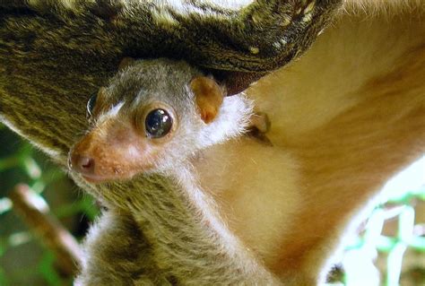 5 Fakta Philippine Flying Lemur Hewan Arboreal Mata Besar