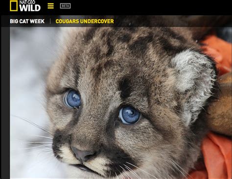 Natgeo Wilds Big Cat Week Cougars Undercover National Geographic Blog