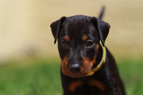 20 Cachorros De Pequeno Porte E Alta Energia Escolha O Seu Favorito