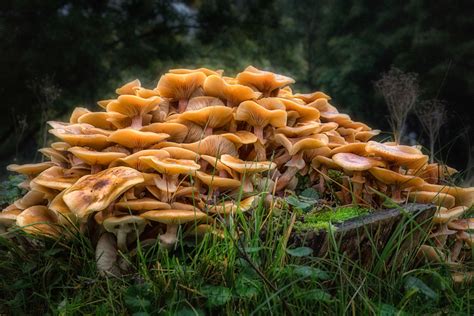 Mount Of Honey Fungus Stan Schaap Photography